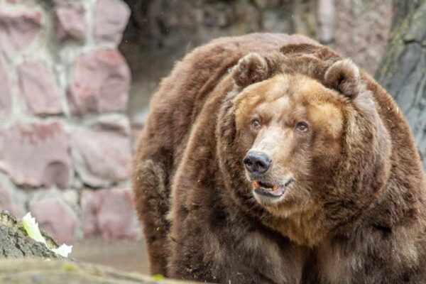 Русские медведи проснулись в Москве
