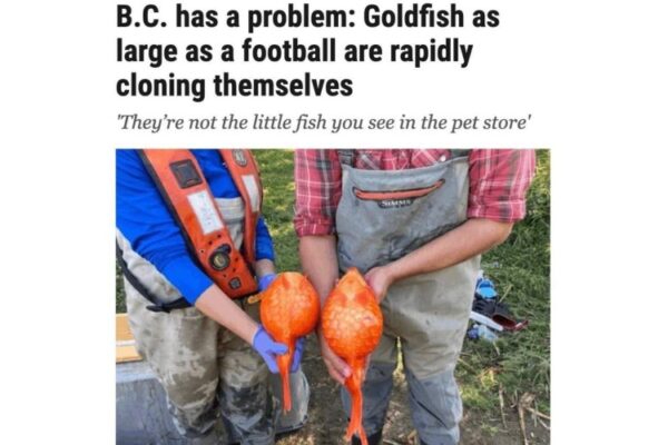 Канаду атакуют золотые рыбки-гиганты, спущенные в унитаз из домашних аквариумов
