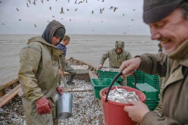 Крымские ученые рассказали, какие органы черноморских рыб накапливают больше всего плутония