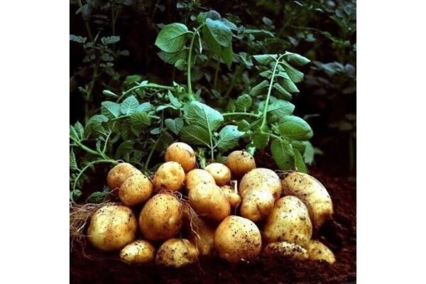 9 советов по выращиванию картофеля